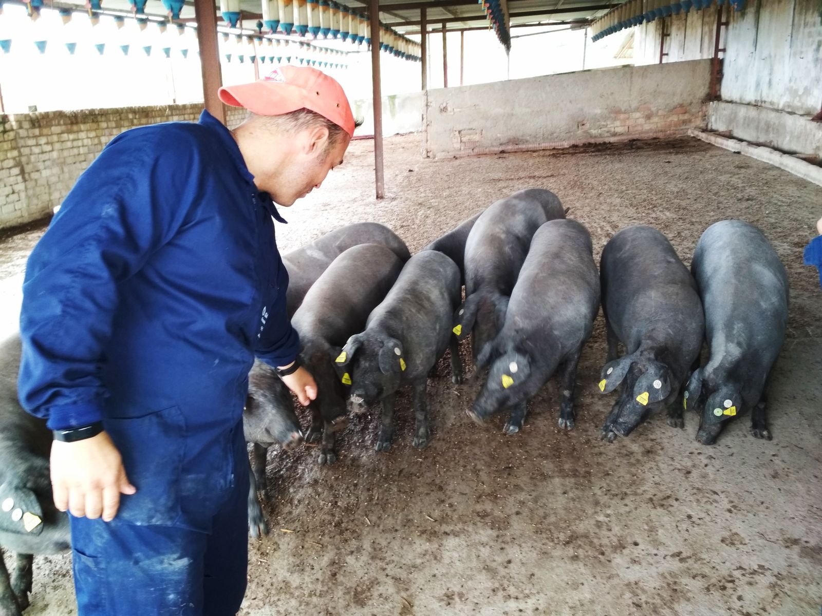 La explotación cuenta con un berraco y doce hembras, que ya están preñadas.
