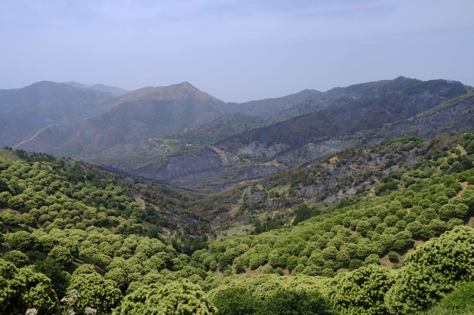 El incendio de Sierra Bermeja una semana después, en fotos