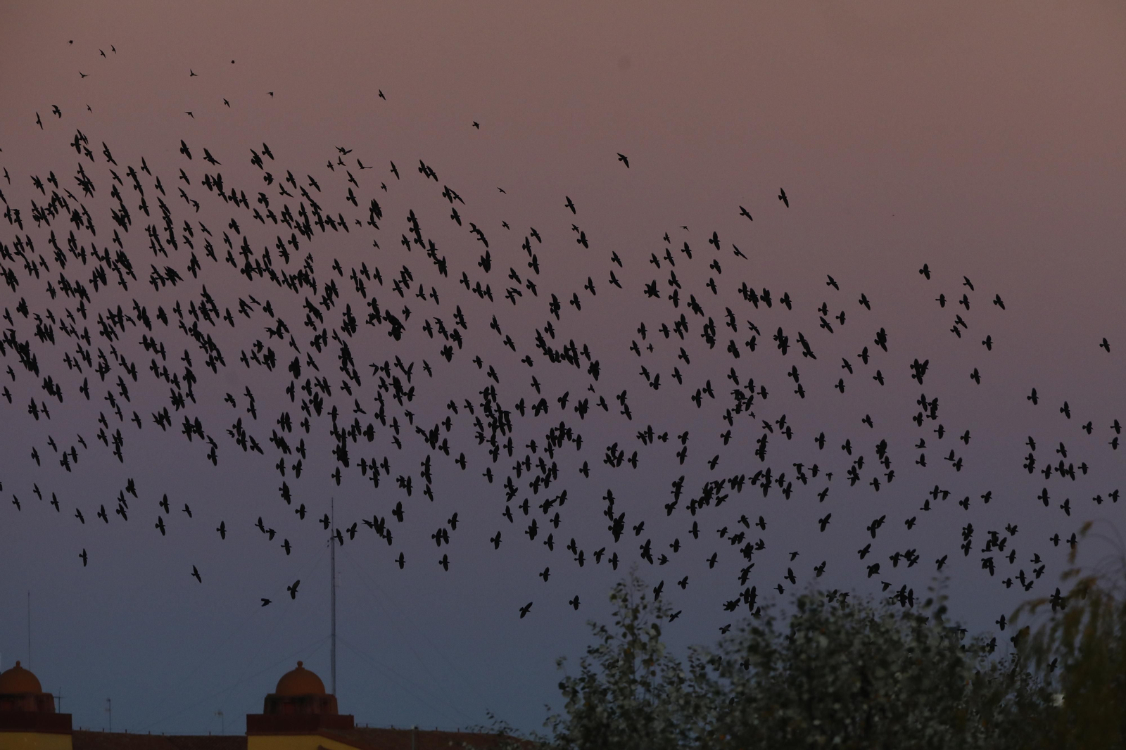 Las aves que habitan en Los Sotos de la Albolafia de Córdoba, en fotografías