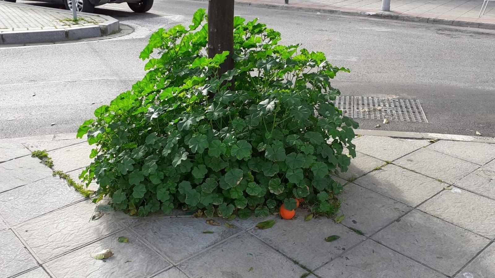 Estado de abandono de los alcorques.