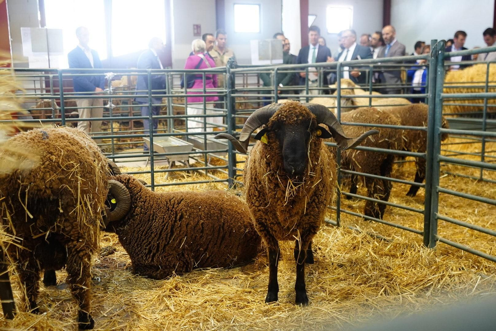 Un paseo en fotografías por la XXX Feria Agroganadera de Los Pedroches Un paseo en fotografías por la XXX Feria Agroganadera de Los Pedroches