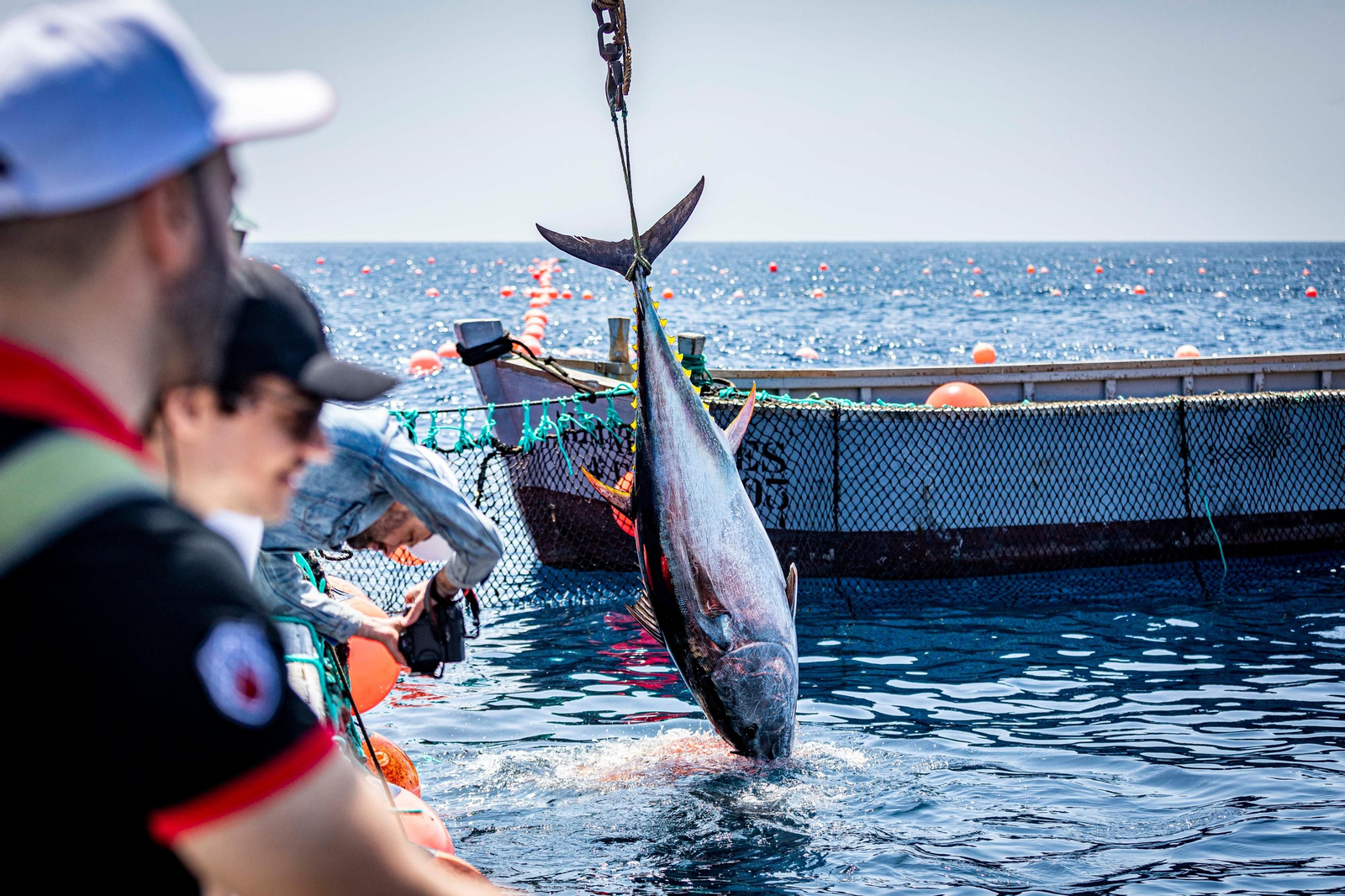 Las imágenes de la primera levantá en la almadraba de Barbate