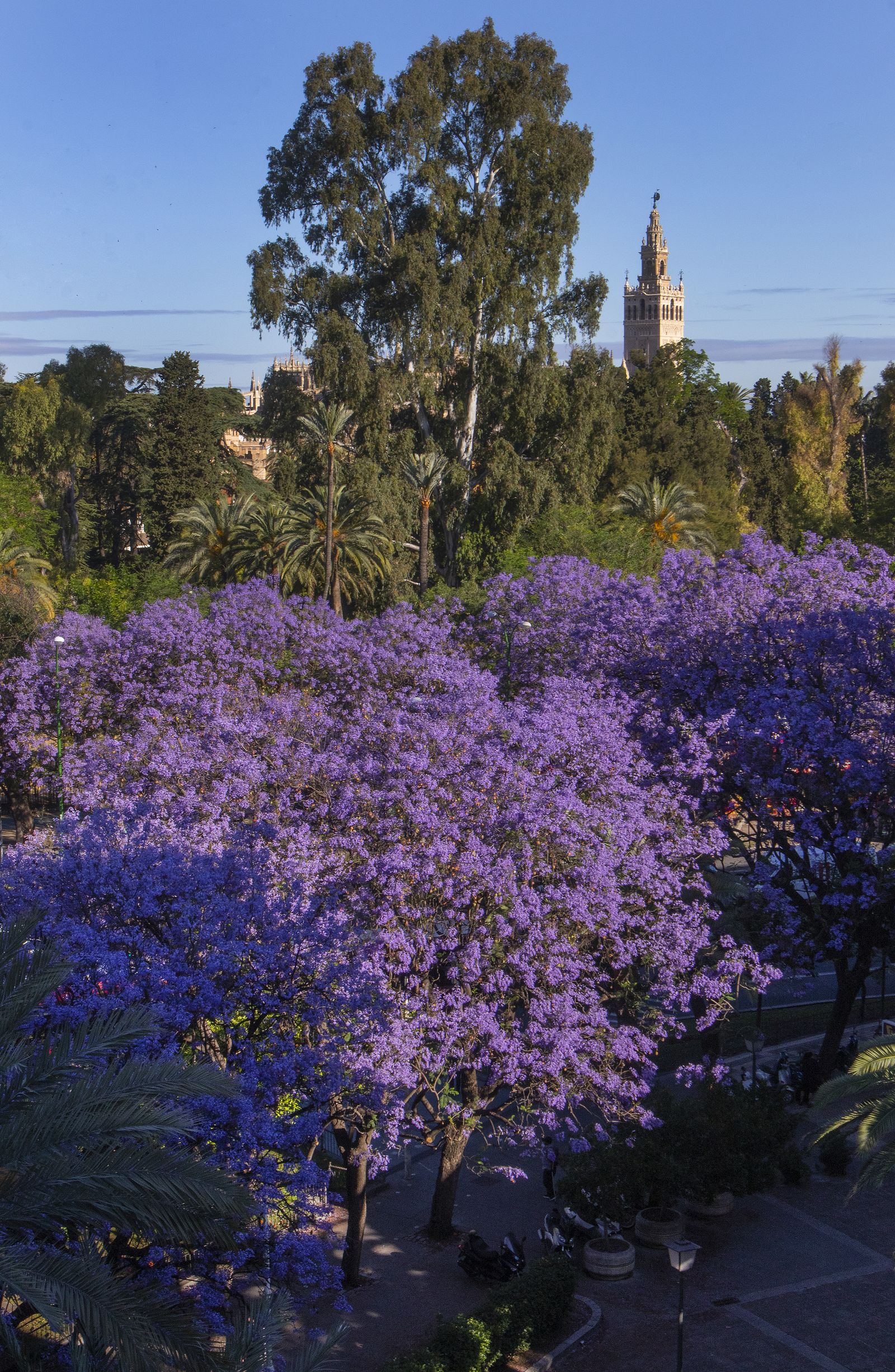 El color morado reina en Sevilla