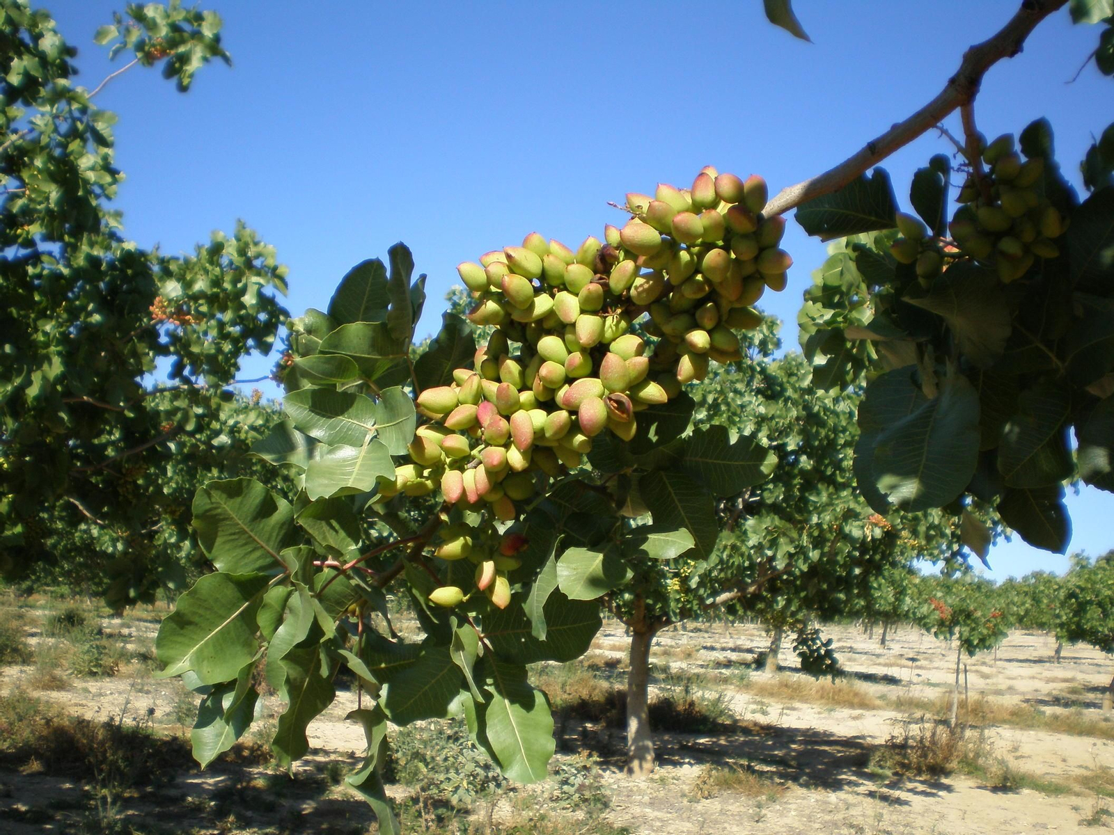 Pistacheros en una finca.