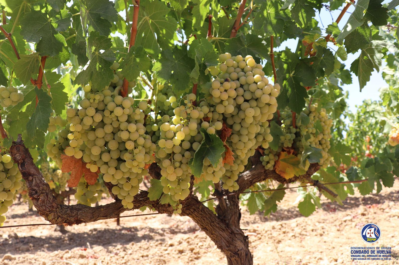 Viñas de Zalema del Condado de Huelva.
