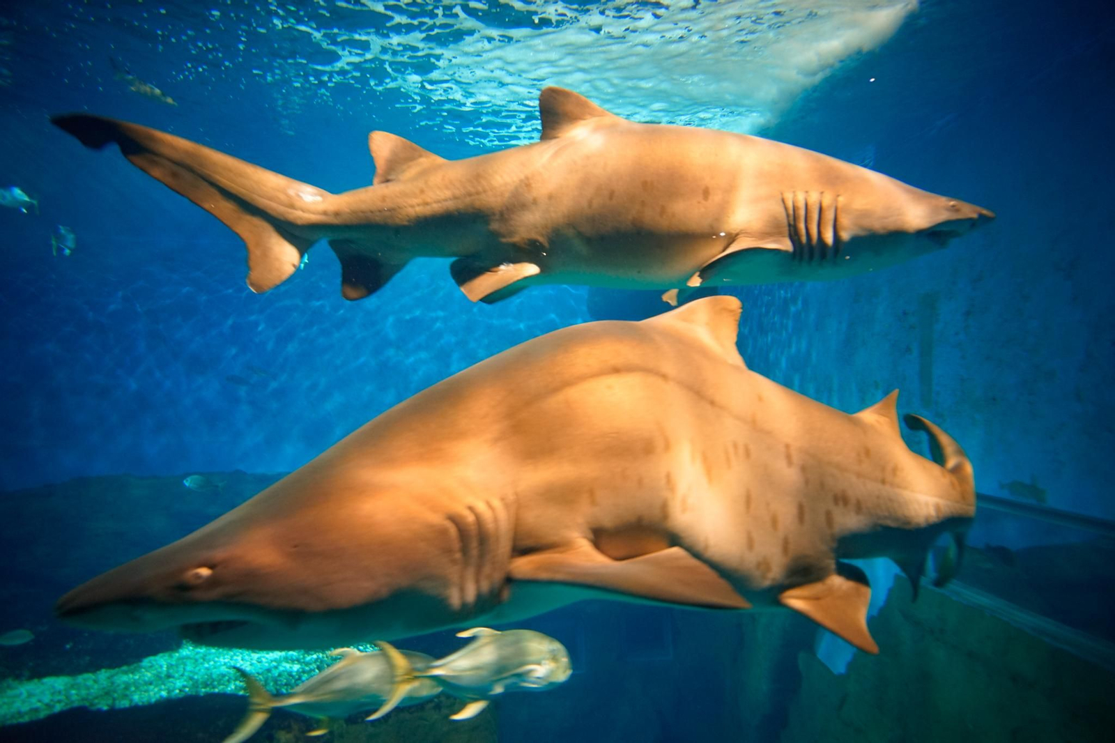Acuario de Sevilla Acuario de Sevilla