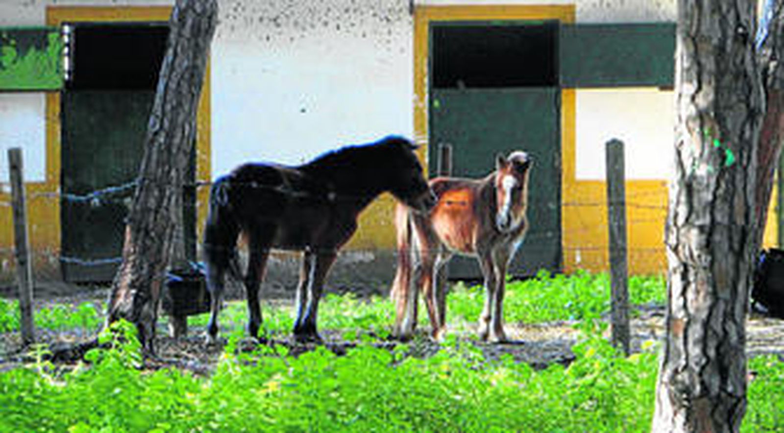 Caballos, ante los boxes del criadero investigado por maltrato animal en la zona de Pago Melilla, en Chiclana.