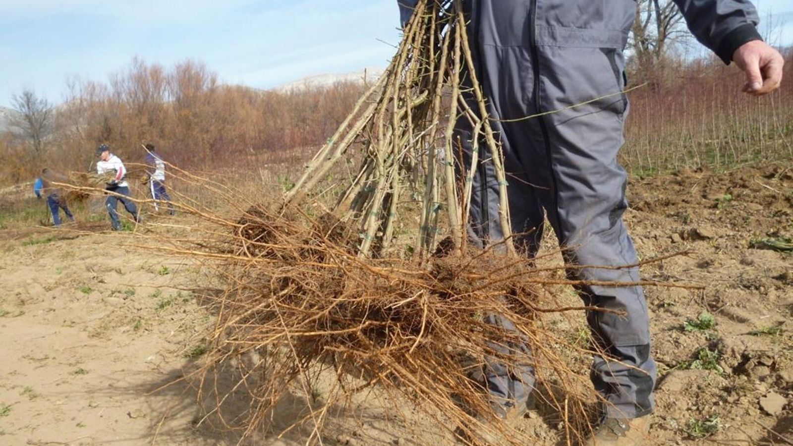 La empresa ha producido y comercializado hace apenas unos días más de un millón de plantas.