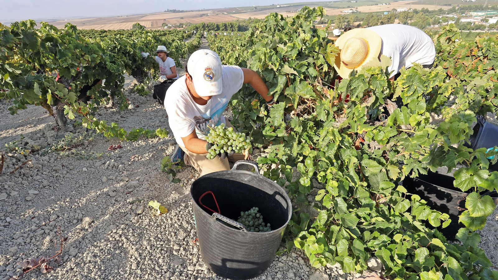 Vendimia de Cayetano del Pino en Jerez