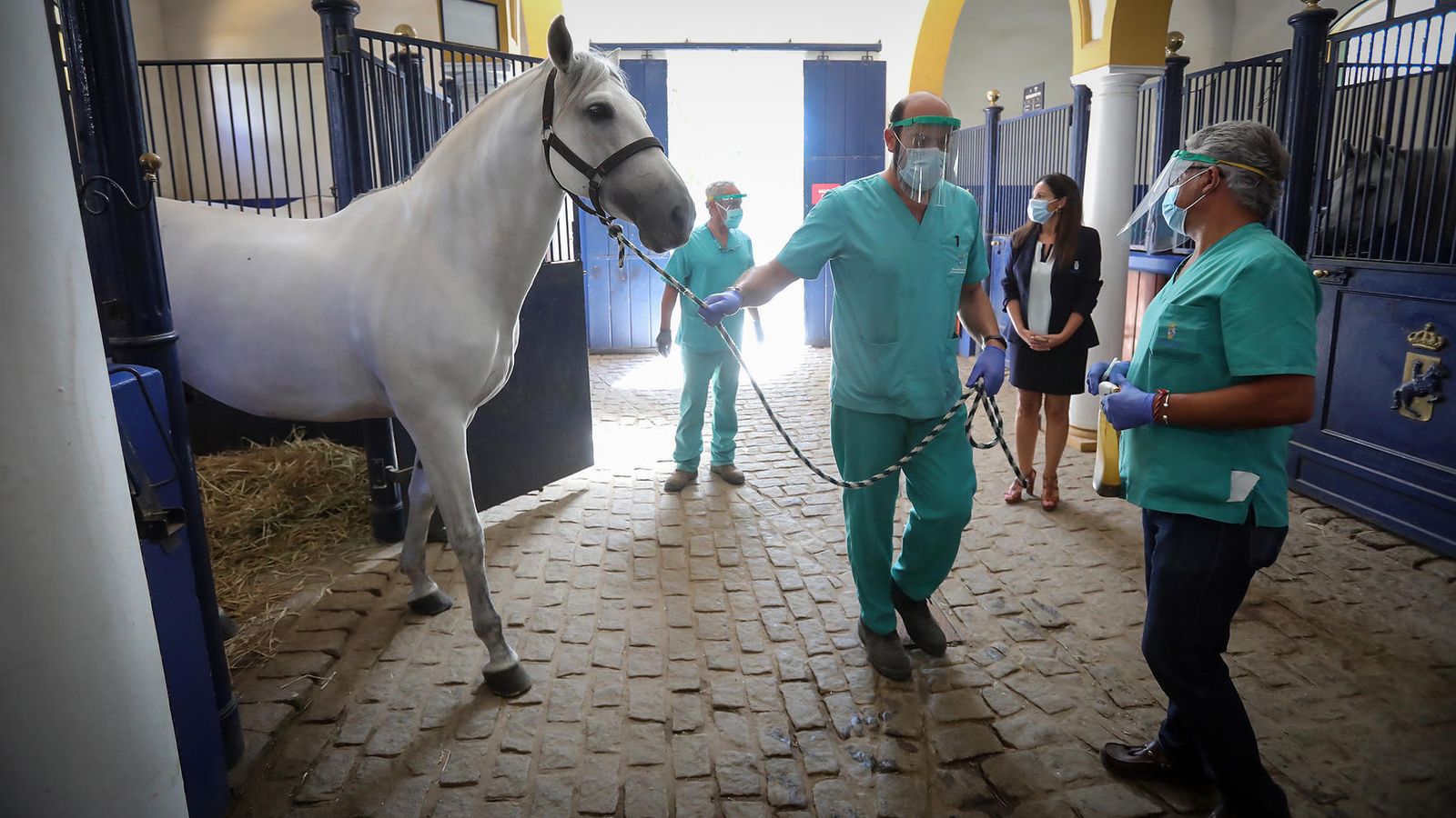 Los veterinarios de la Real Escuela trabajando en en las cuadras.
