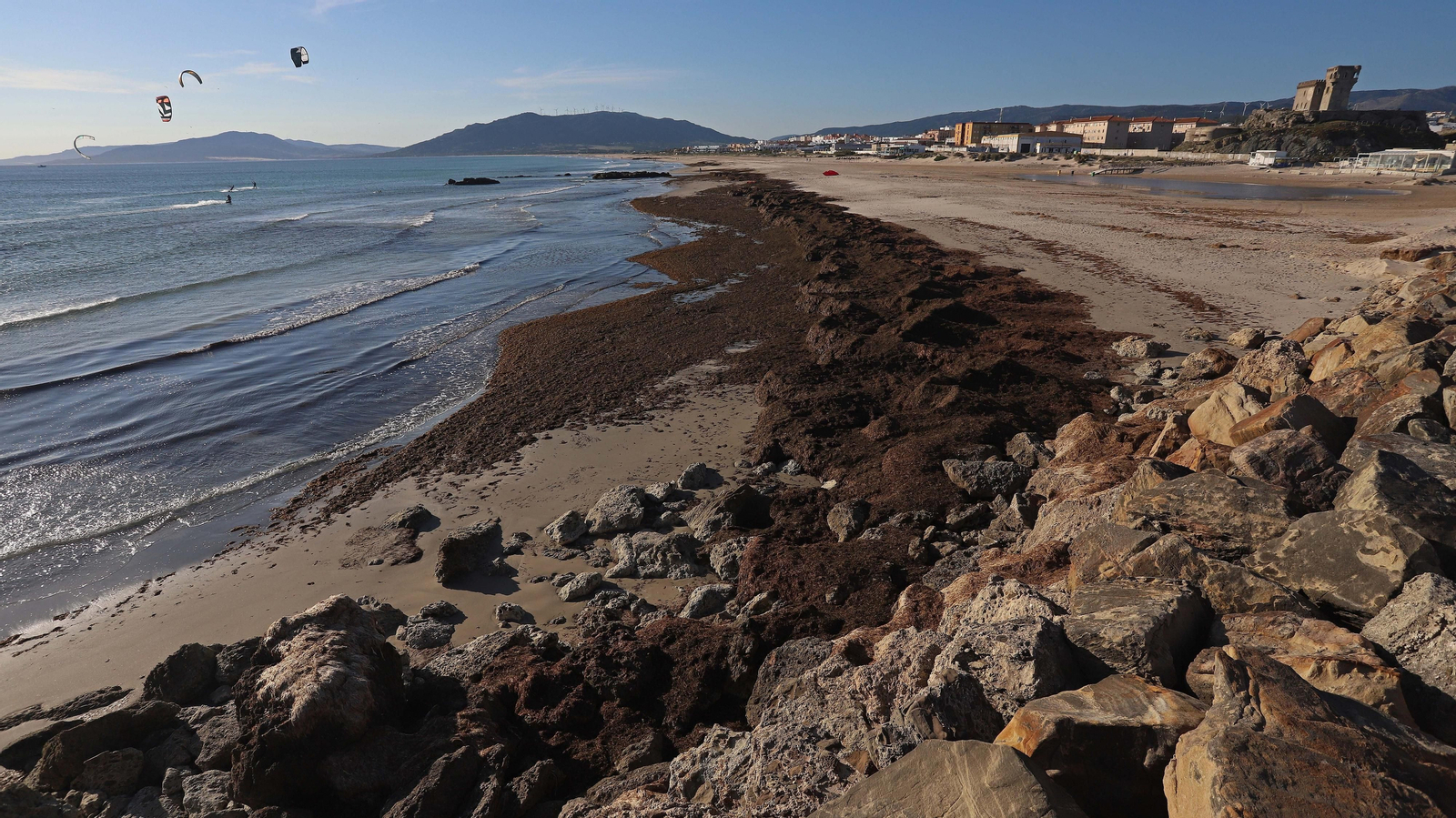 Alga invasora en Tarifa
