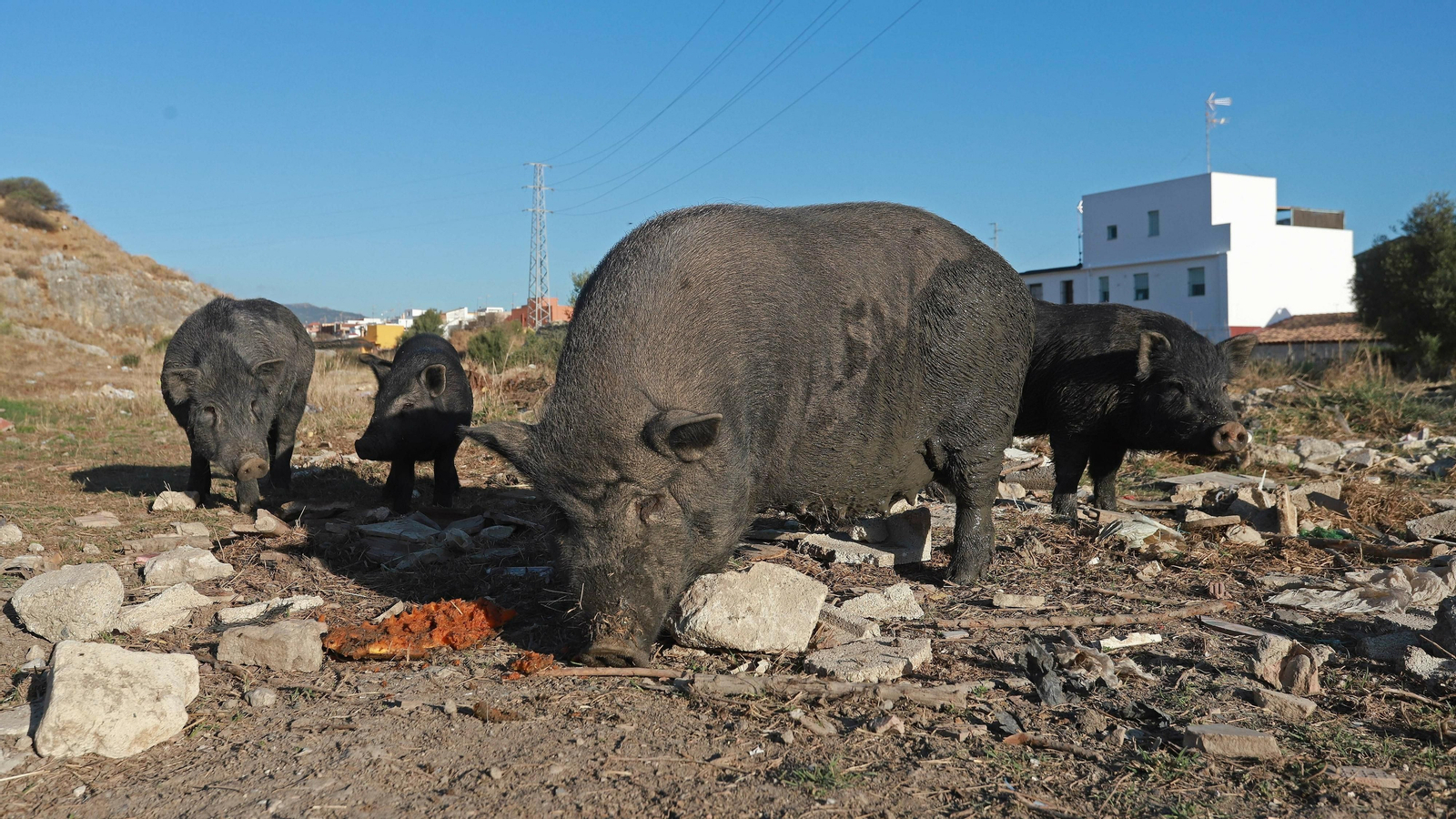 Cerdos vietnamitas en la barriada de Los Pastores