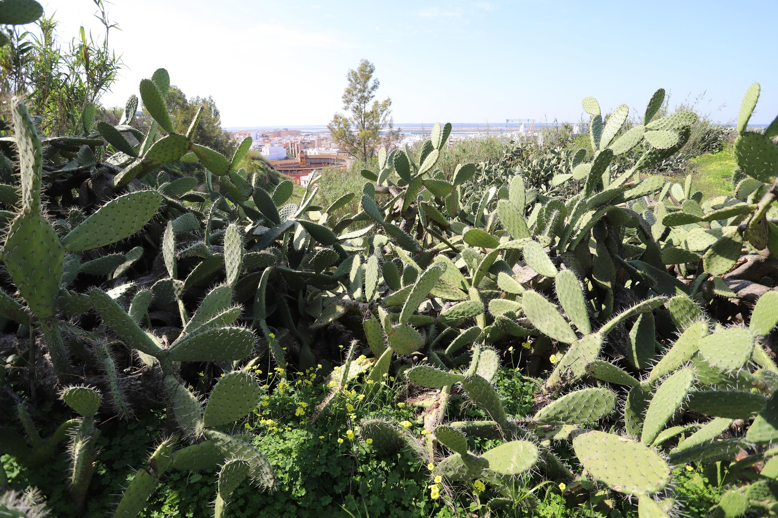 Imágenes del mirador del Conquero, de los cabezos y Fuentevieja