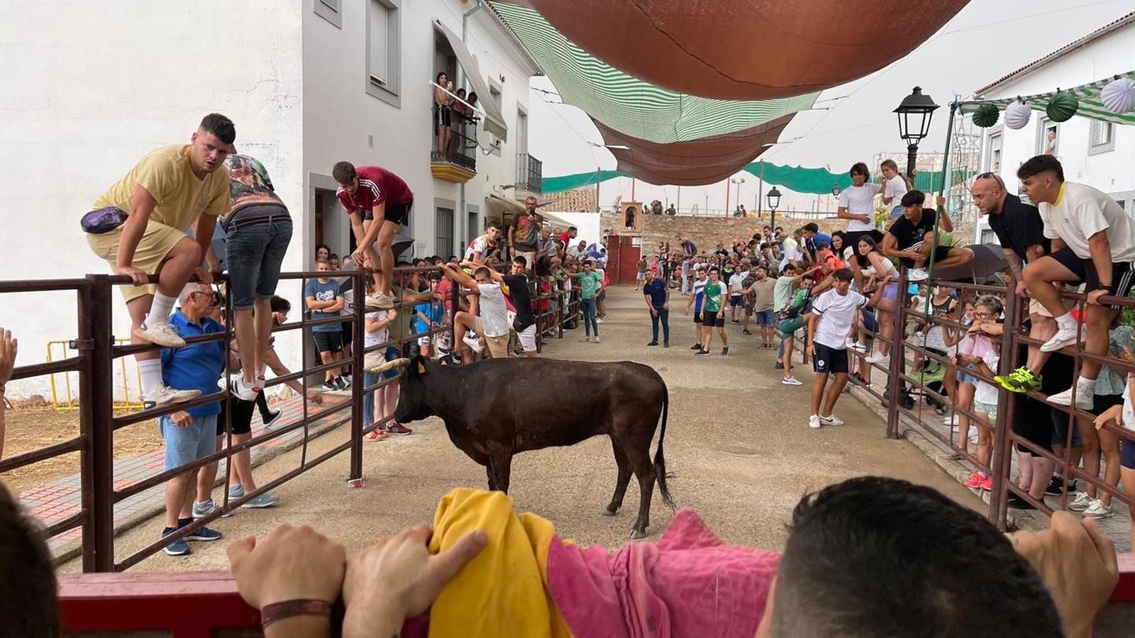 El encierro taurino de Dos Torres por San Roque, en imágenes
