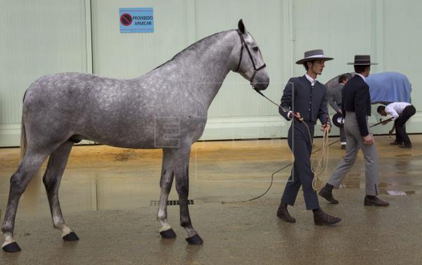 Jaen celebra el XXXI Campeonato de Andalucía de Caballos de Pura Raza Española del 7 al 10 de octubre