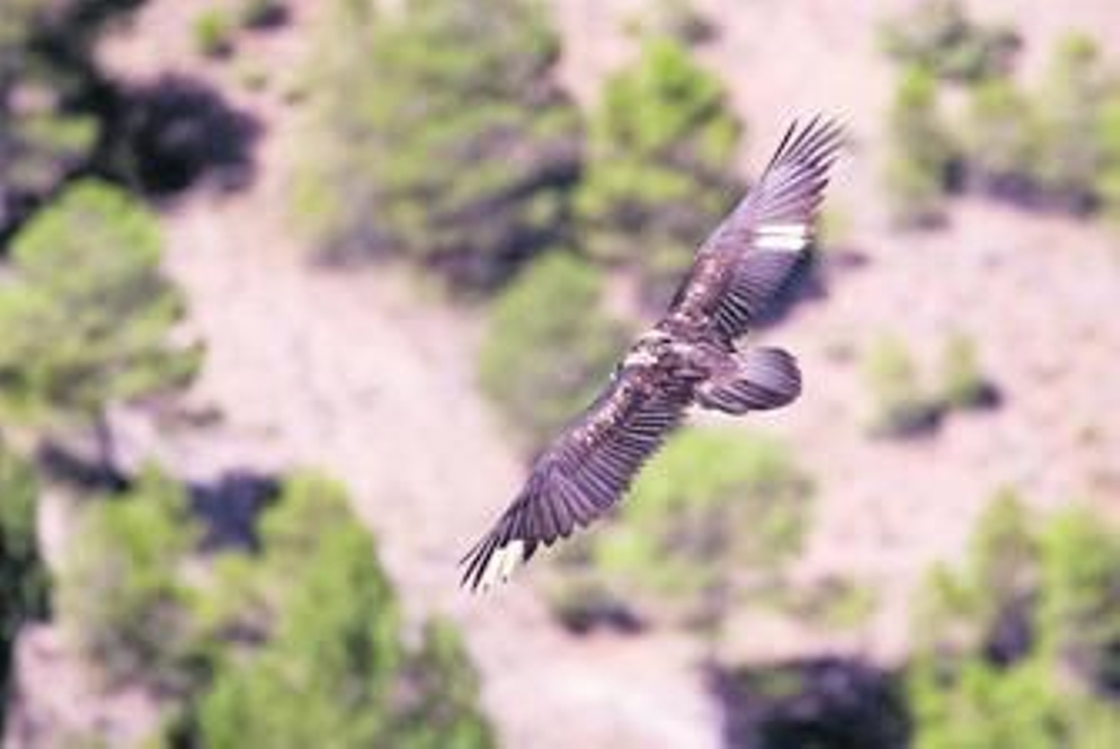 Instante de una de las evoluciones del vuelo de 'Cata', una de las hembras de quebrantahuesos.