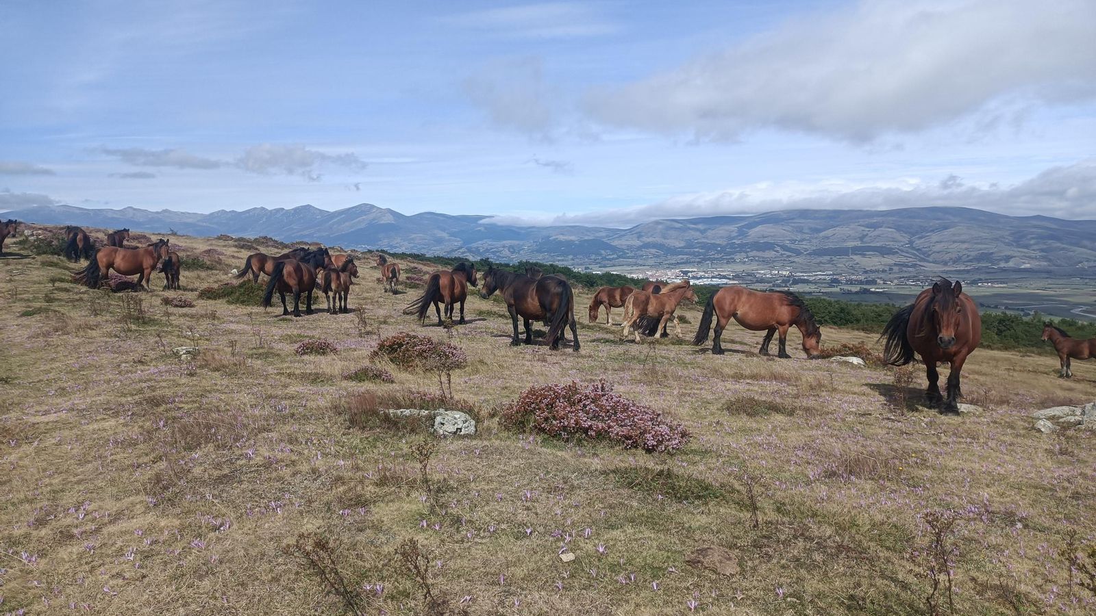 Una manda de caballos mochinos.