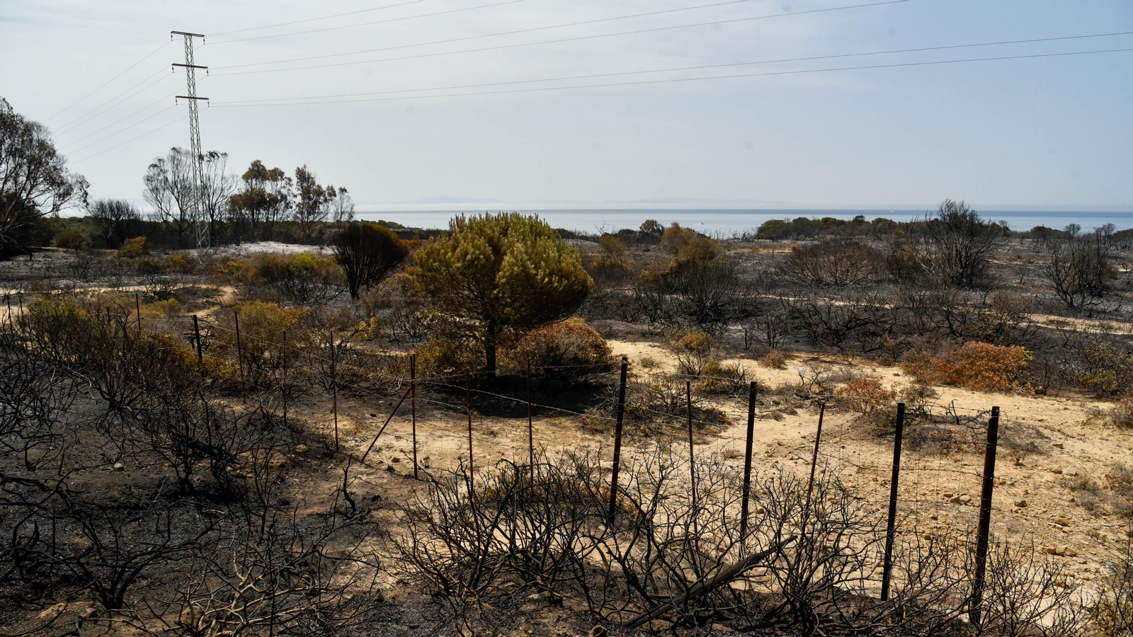 Fotos del incendio de Valdevaqueros que arrasó con 11 hectáreas de Parque Natural del Estrecho Las fotos de la zona afectada por el incendio de Valdevaqueros