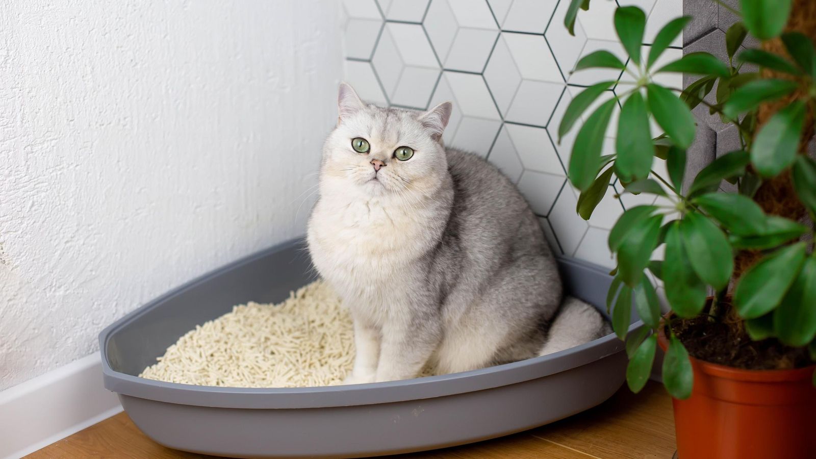 Arena para gatos, ¿cuál es la mejor para tu mascota?