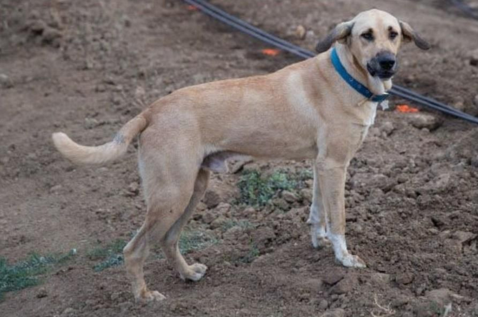 El perro Albero, buscado desde el 24 de diciembre en Los Barrios.
