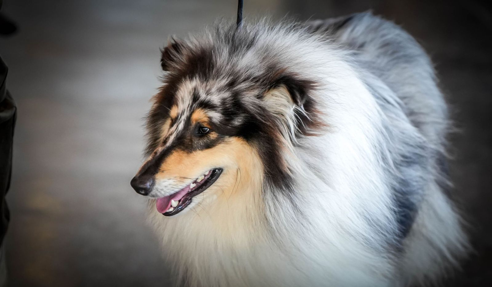 Espectacular exposición canina en Ifeca Jerez, en imágenes