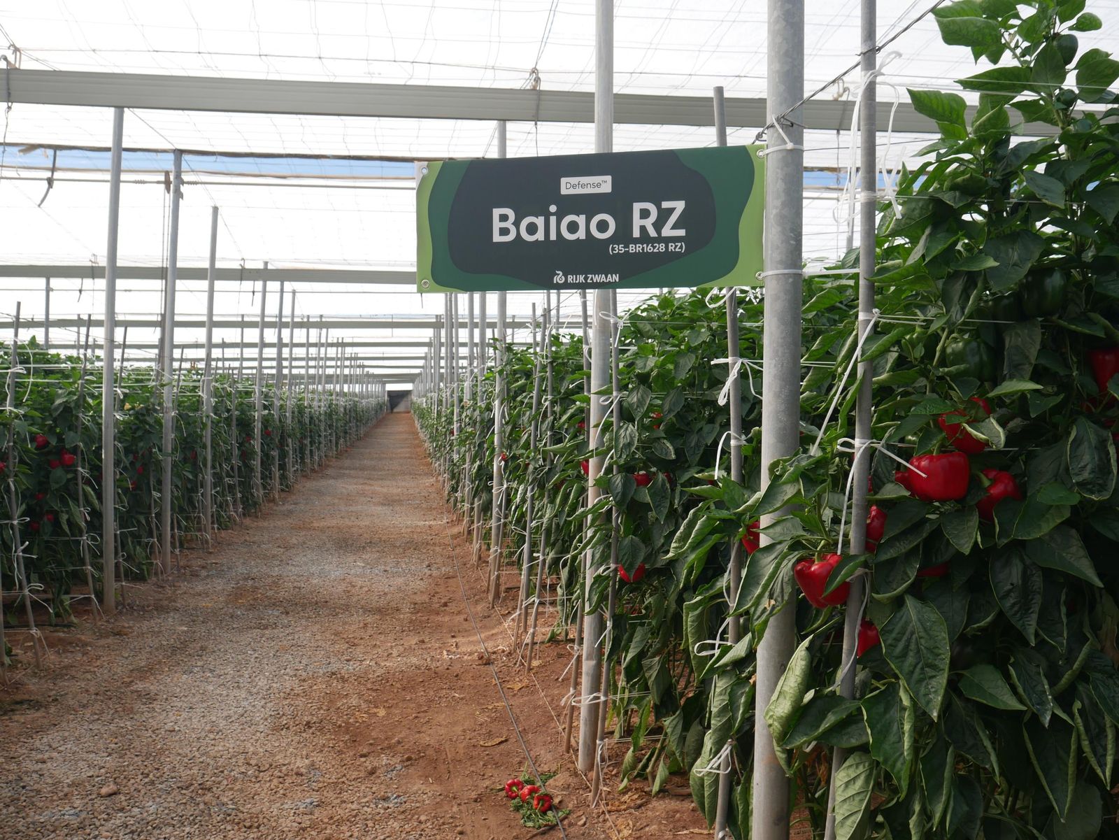 Finca de pimiento Baiao RZ en Berja.