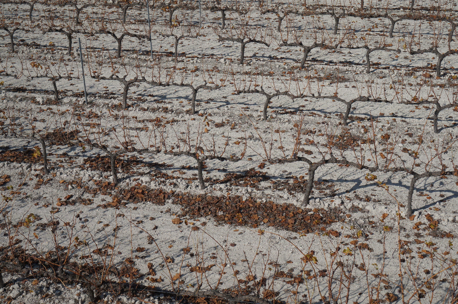 Un recorrido en fotografías por el vino nuevo de Moriles