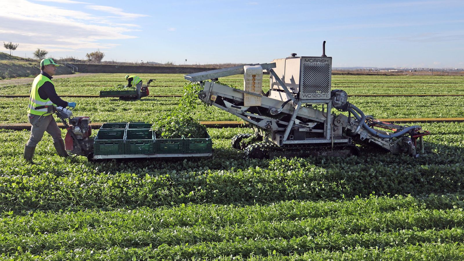 El director general de Royalcress, John Fitt, explica cómo producen berros de agua en Jerez.