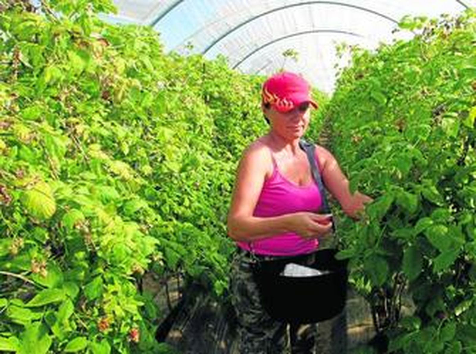 Una trabajadora recoge frambuesas en el entorno de Doñana.