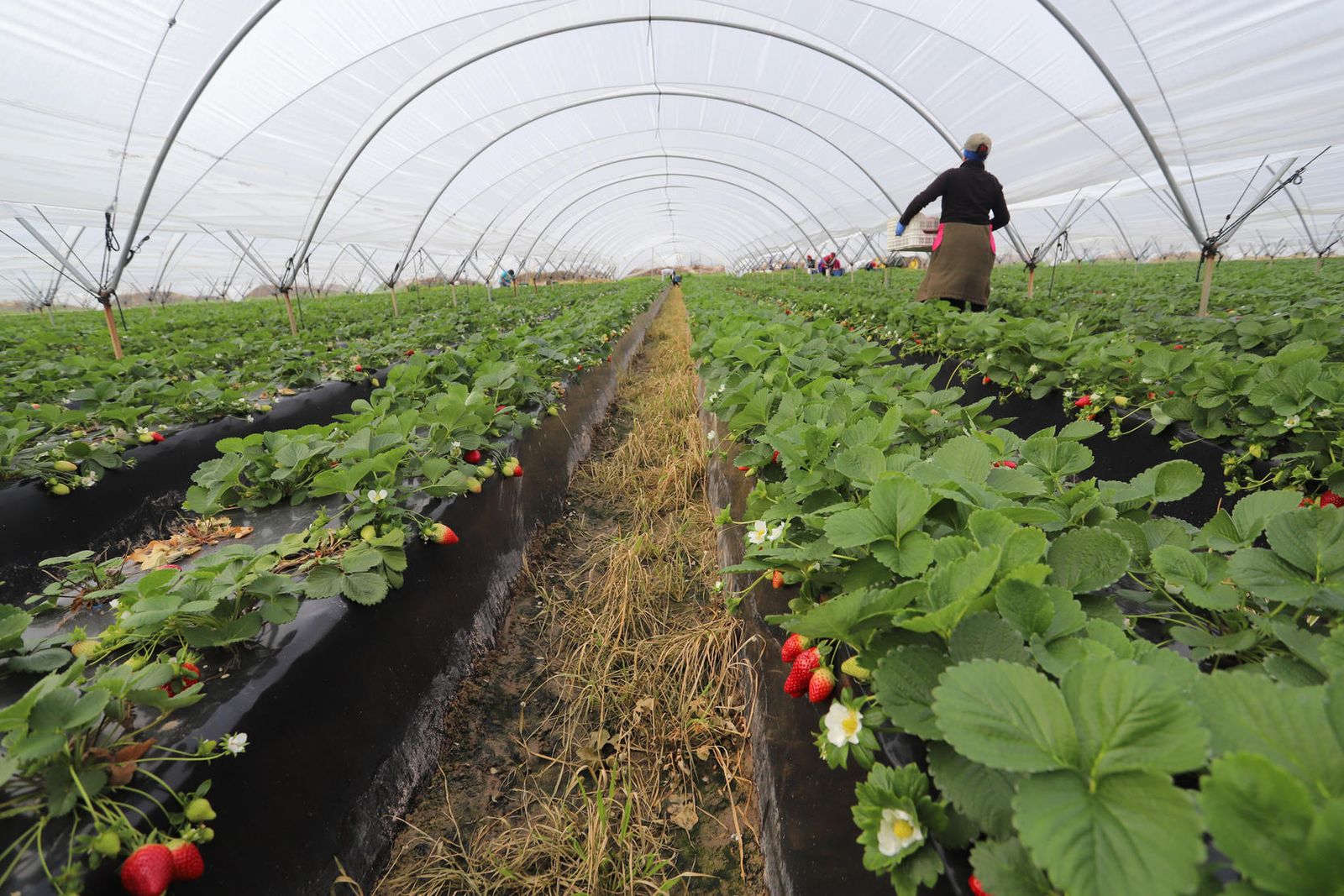 Recolección de fresa en una finca de la provincia de Huelva.