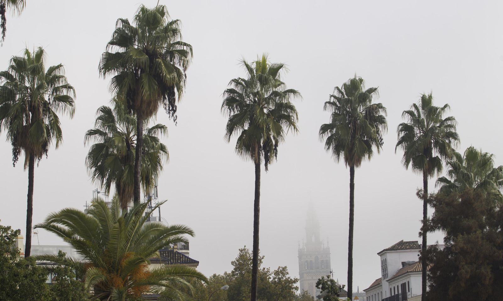Mañana con niebla en Sevilla