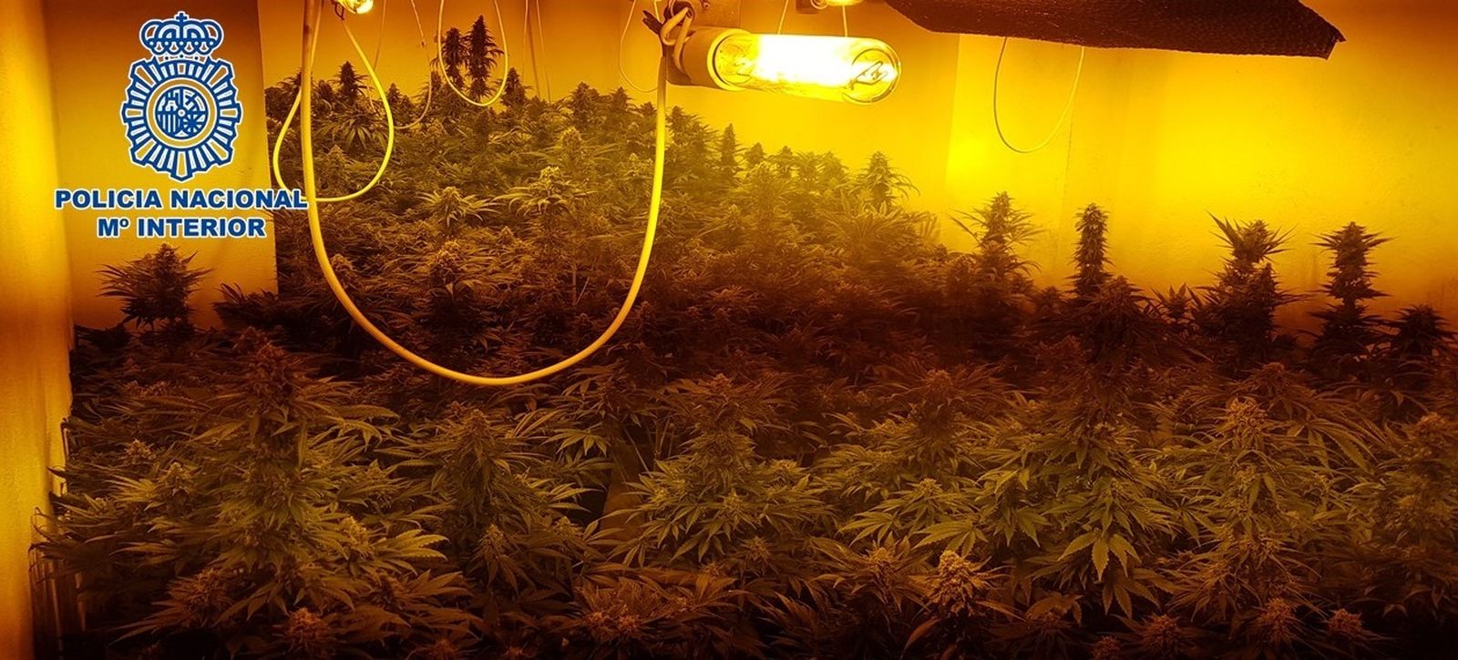 Una de las plantaciones de marihuana desmanteladas por la Policía Nacional en un piso del Zaidín.