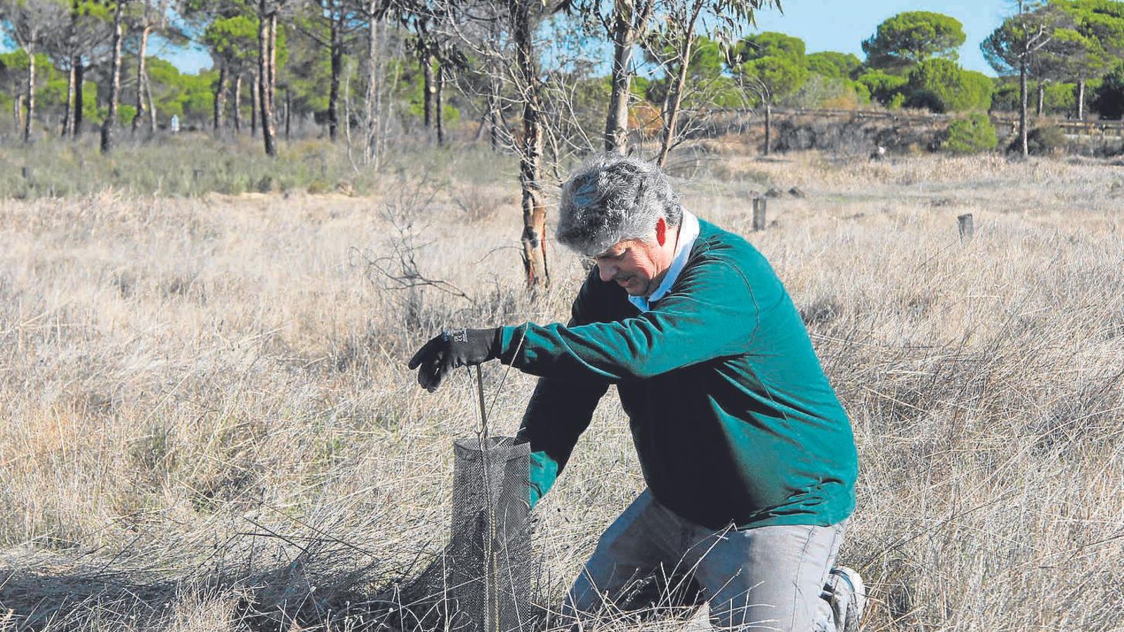 Labores de reforestación en el proyecto Bosque Endesa Doñana