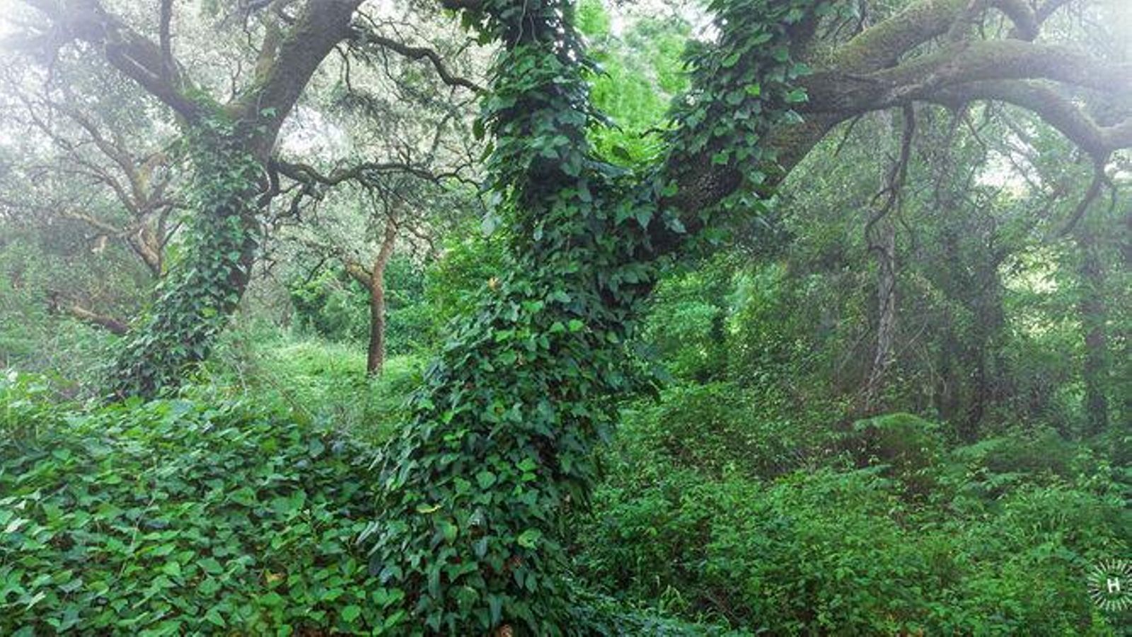'El Bosque de las Letras' 'El Bosque de las Letras'