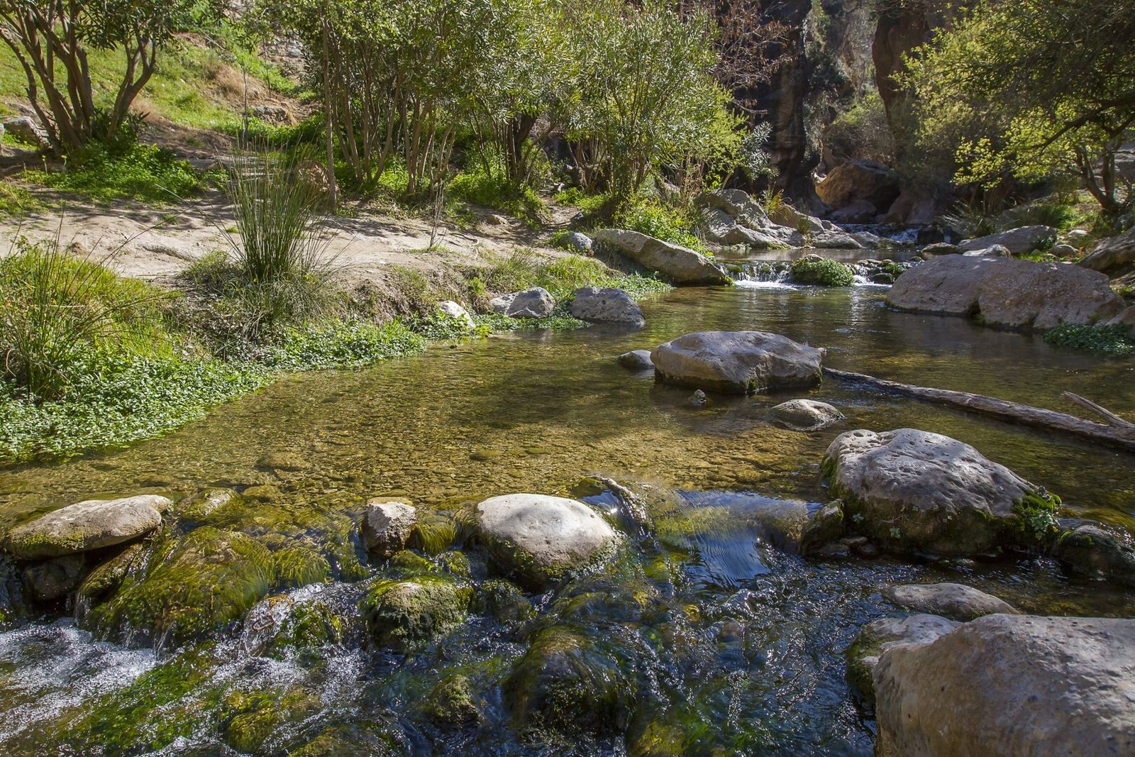 Música para preservar el legado sonoro natural del planeta