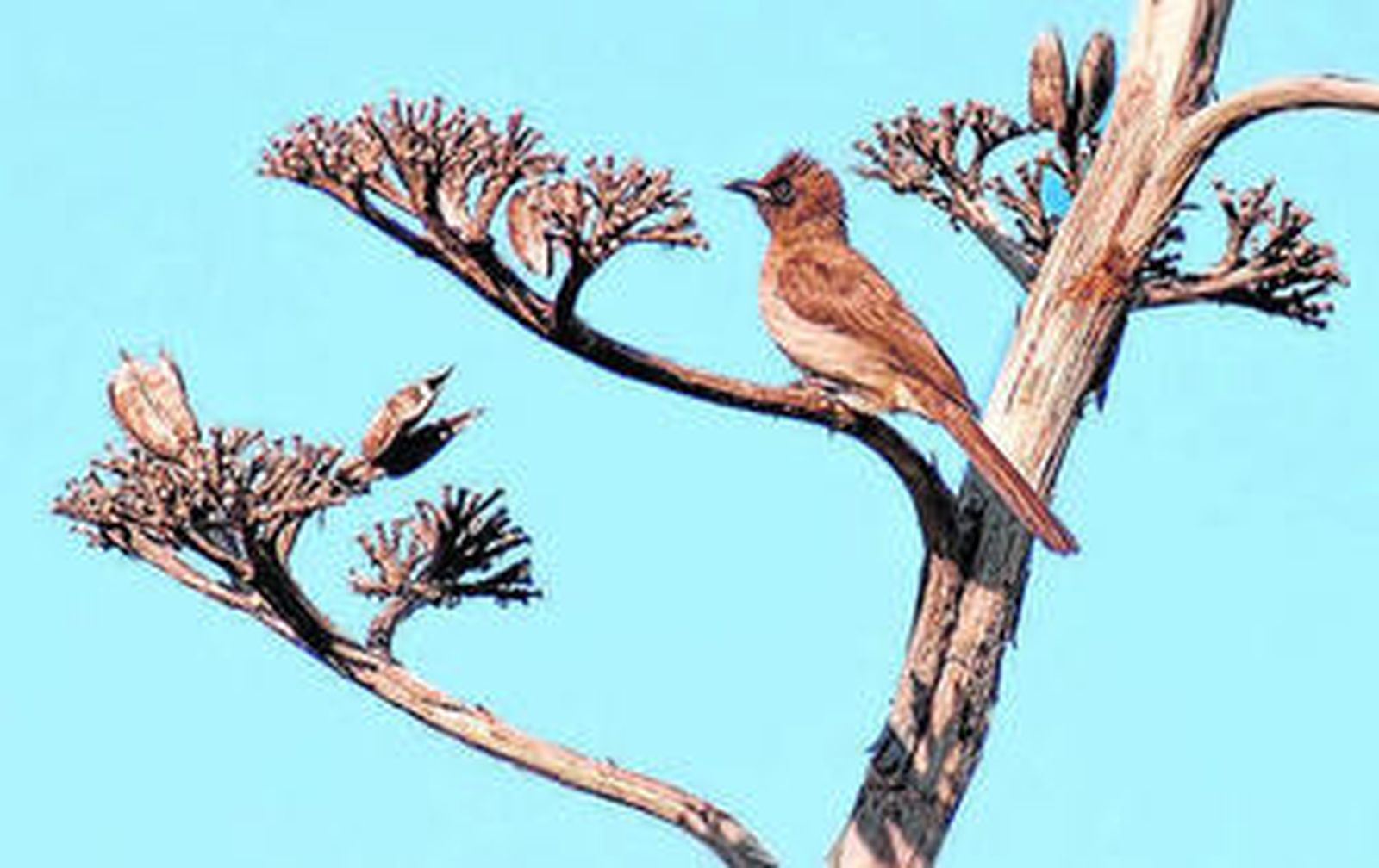 Un ejemplar del bulbul naranjero.