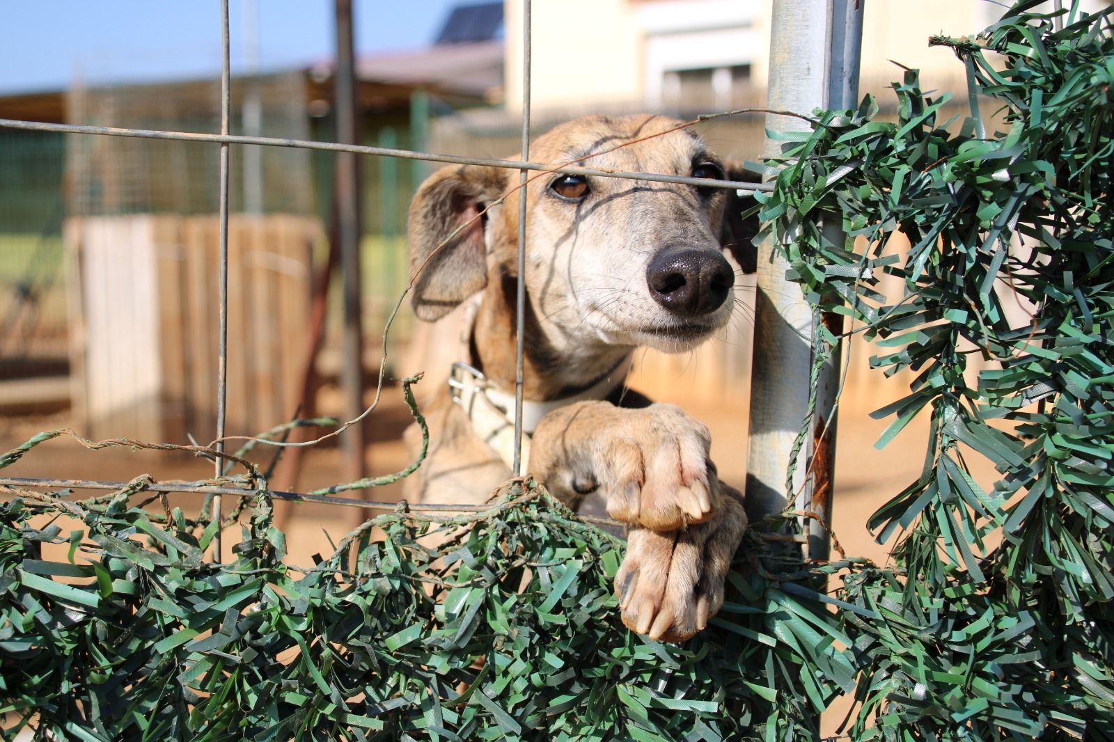 Uno de los animales rescatados.
