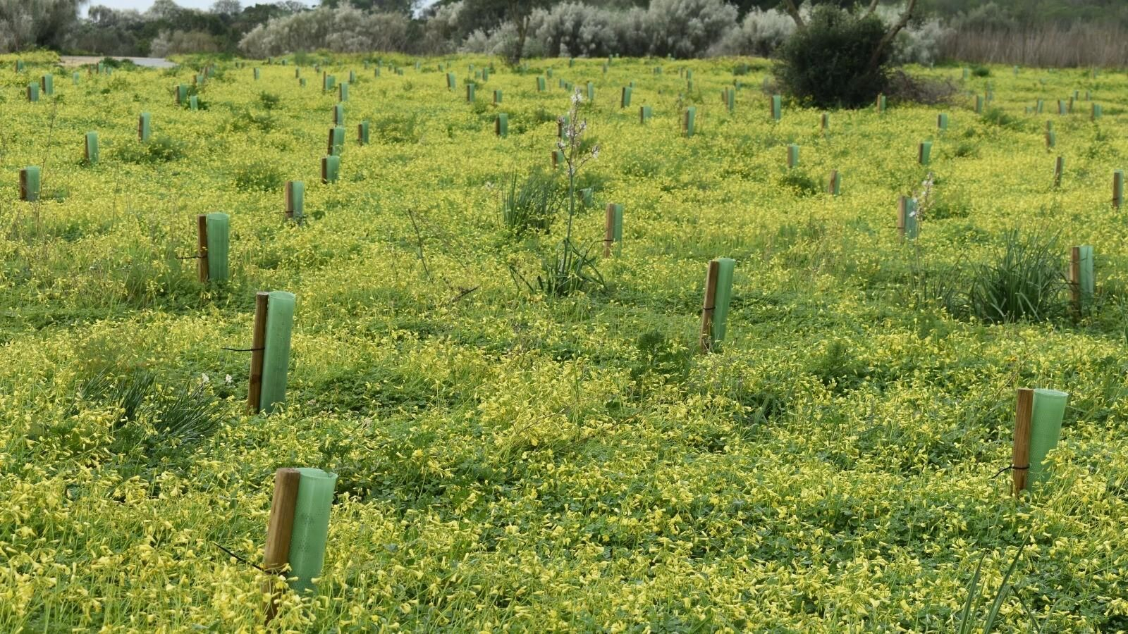 Estado que presenta la plantación de 1.600 algarrobos que se llevó a cabo hace un año por Navantia.