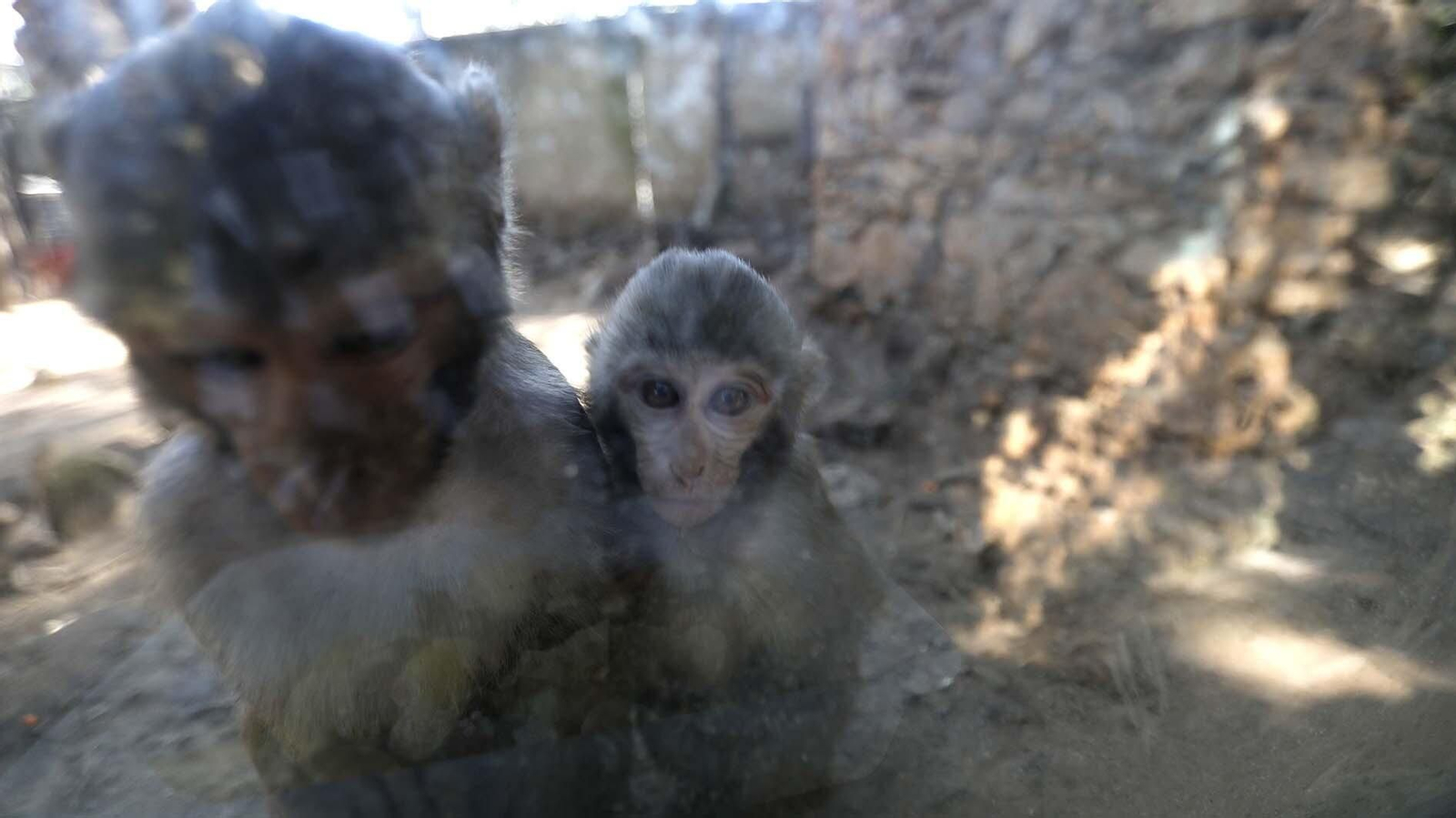 Las fotos del Zoo de Castellar de la Frontera