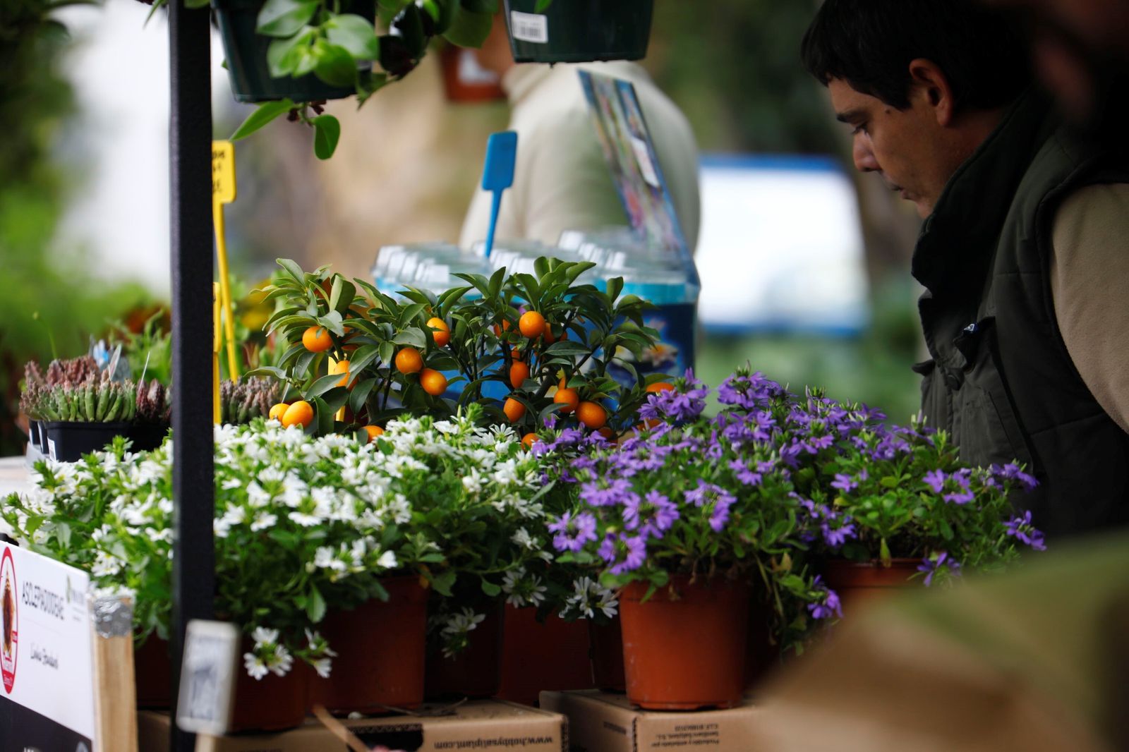 Así es la III Feria de las Orquídeas de Córdoba, en fotografías