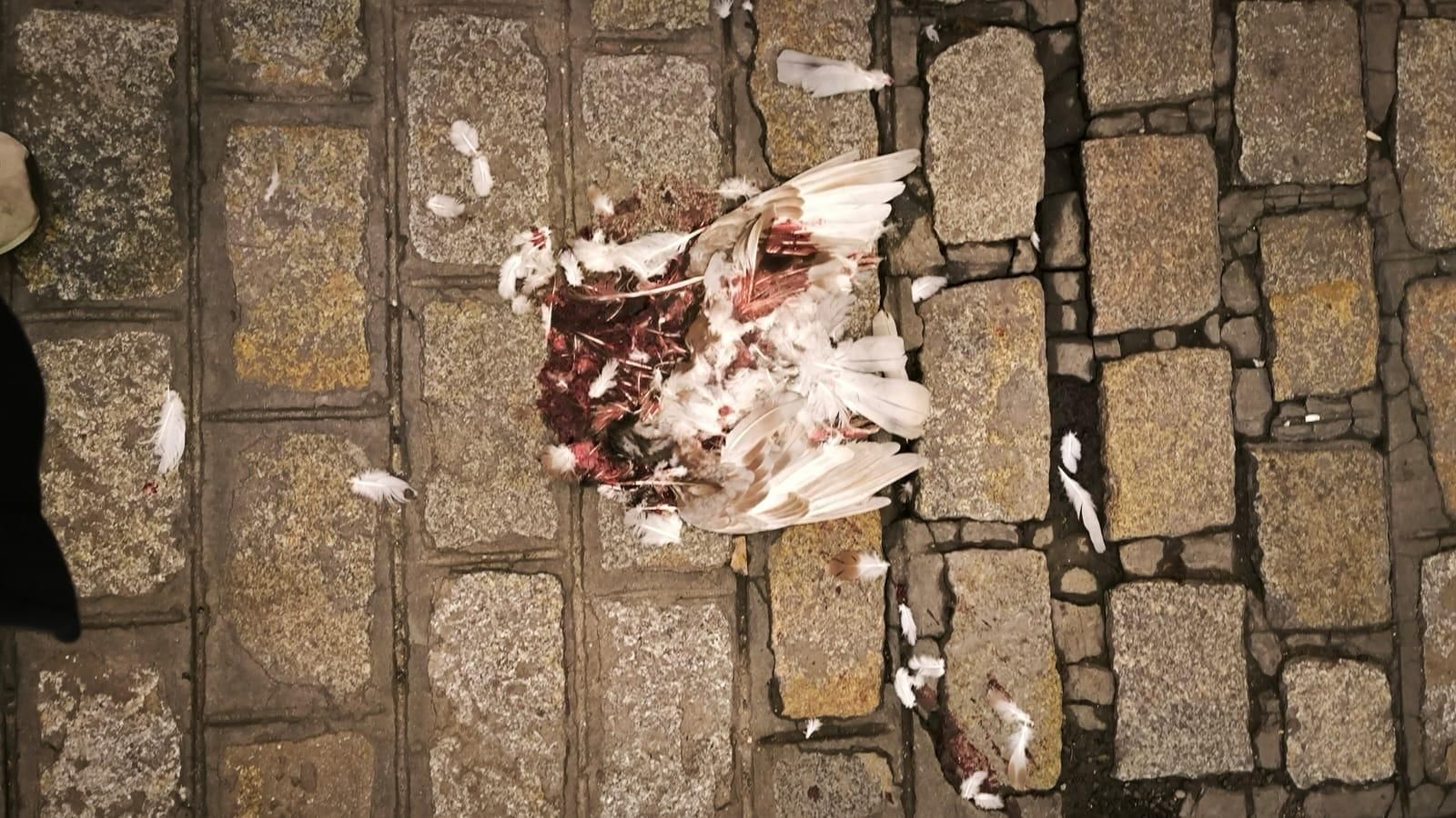 Esto habría que hacer con la mitad de las palomas de Cádiz