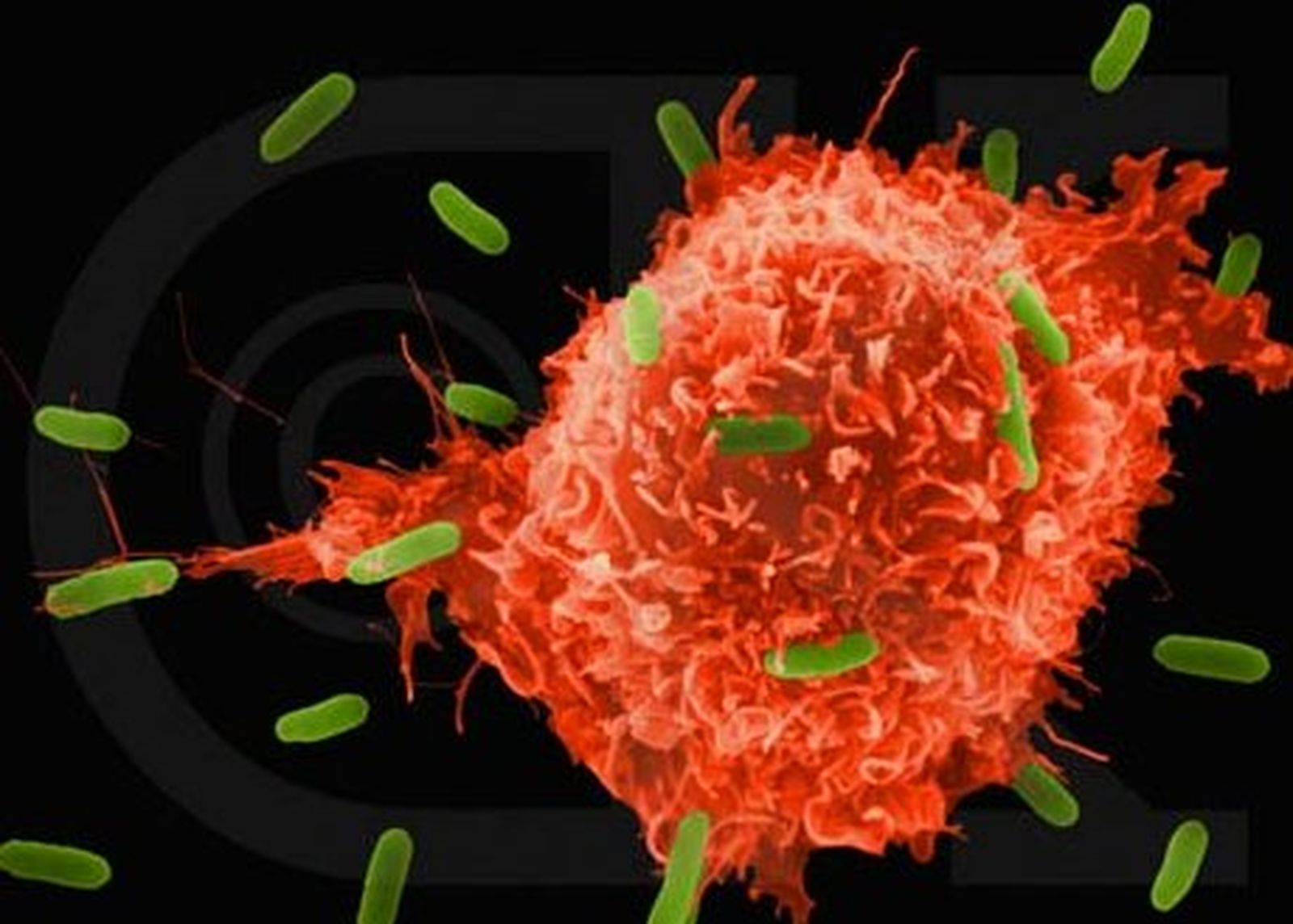 Descubren cómo la diabetes "ciega" al sistema inmune