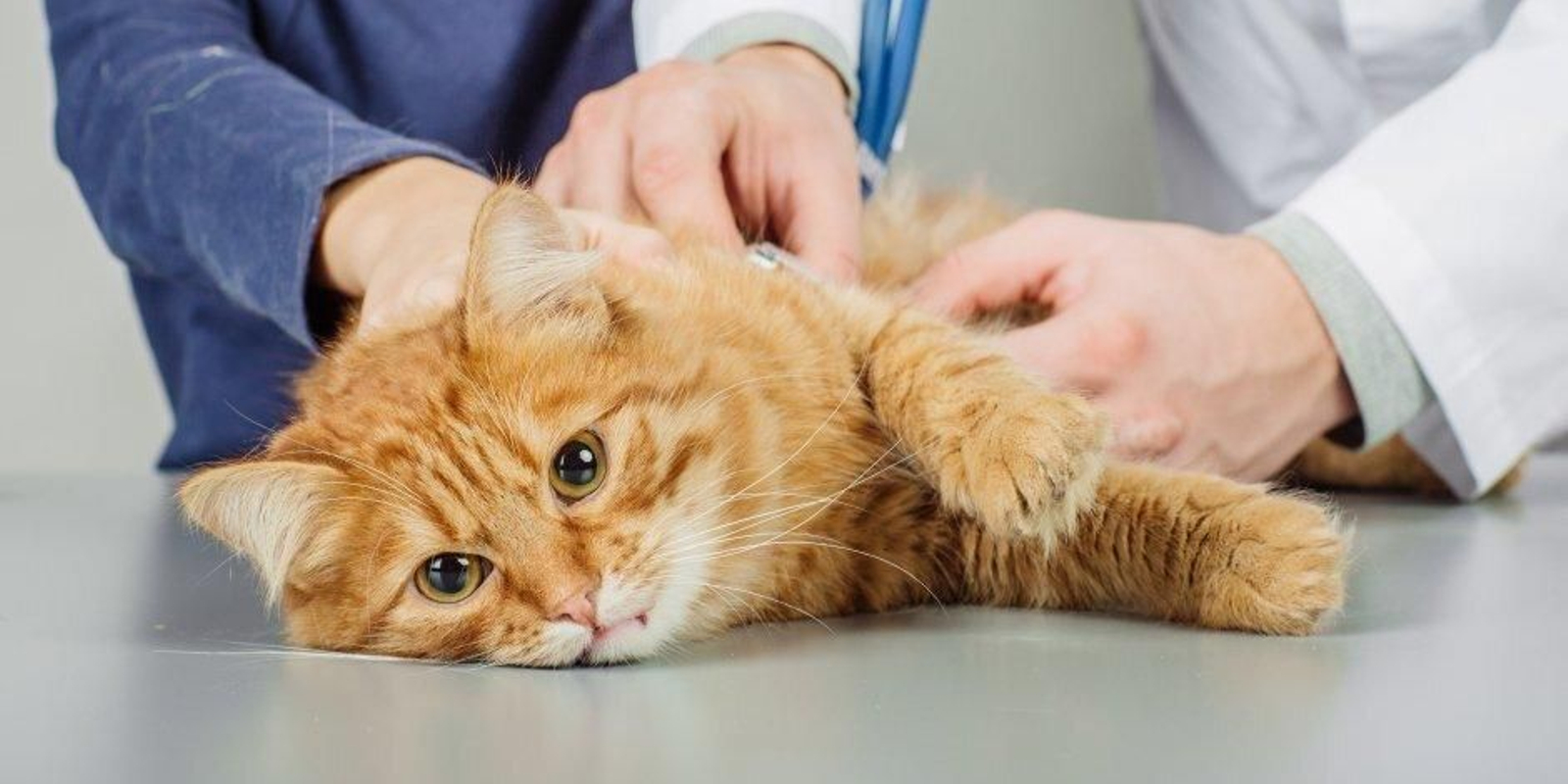 Estas son las enfermedades más comunes de los gatos