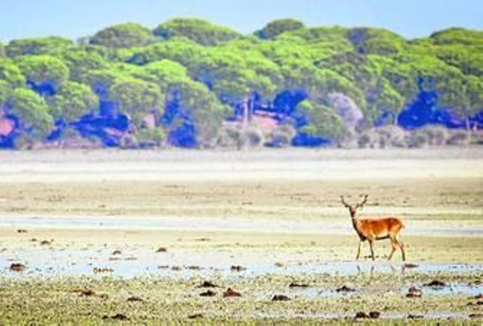 Un ciervo, en las marismas del Parque Nacional de Doñana.