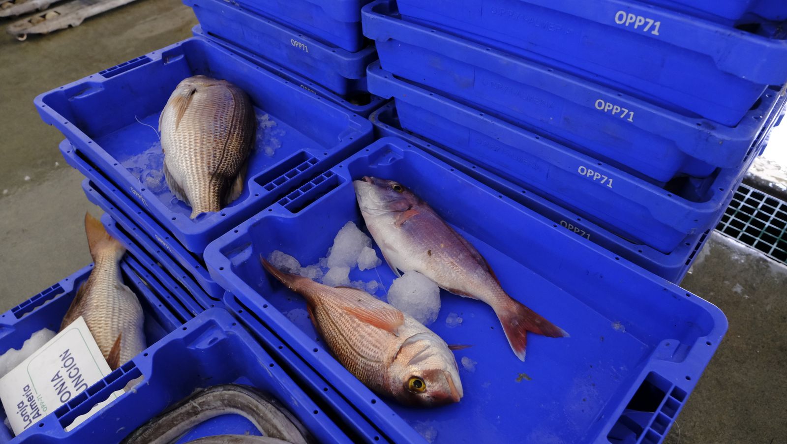 Imágenes de la visita guiada a la Lonja del Puerto Pesquero de Almería