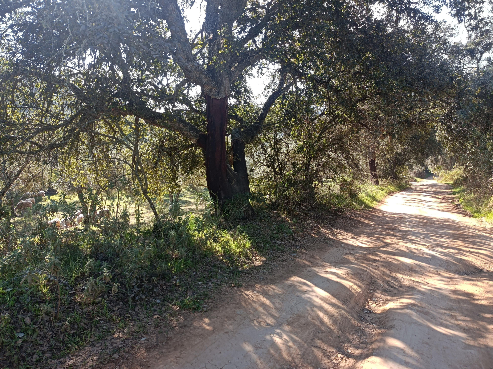 Las fotos de la circular de los Molinos del Ciudadeja