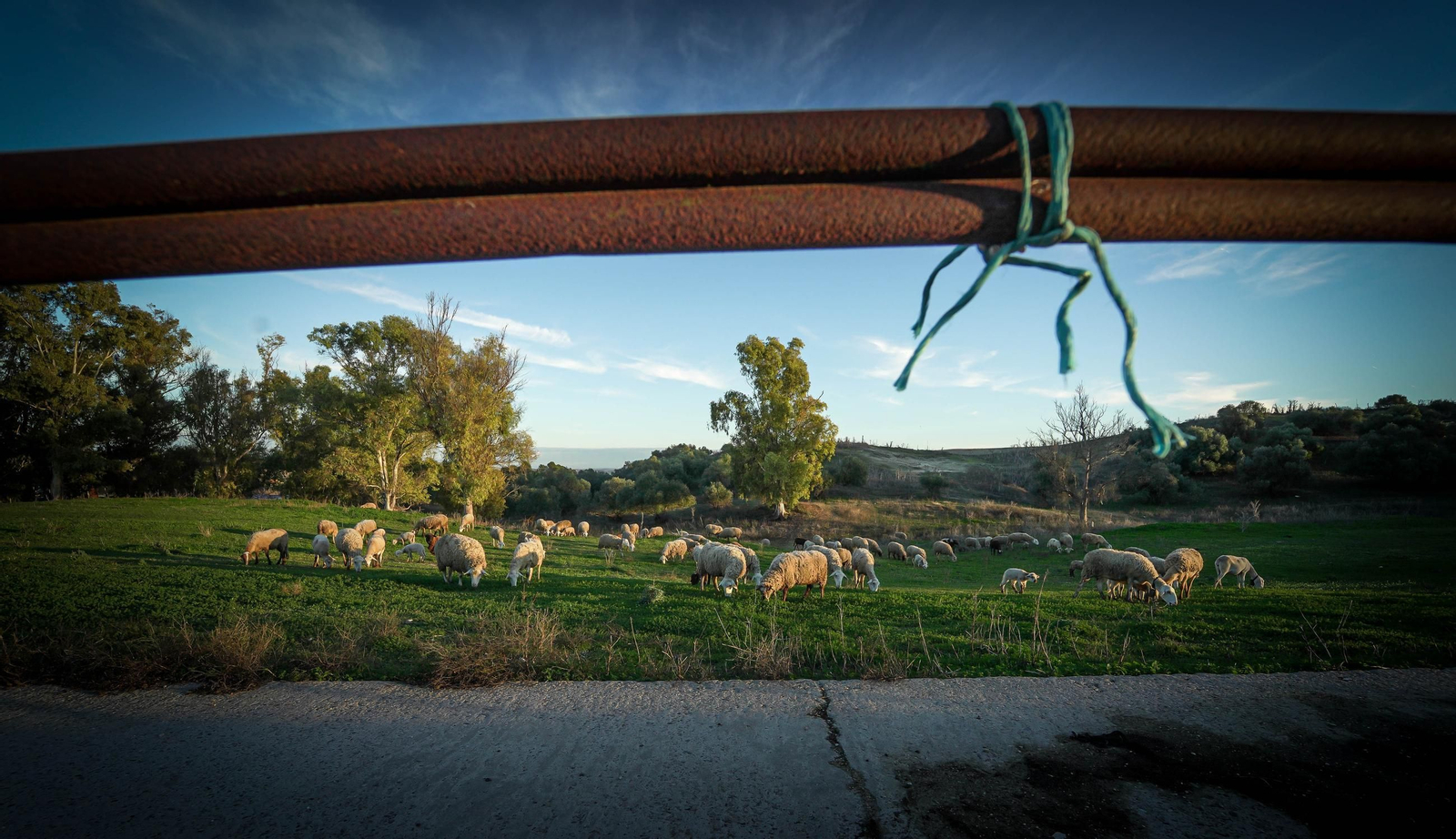 Imágenes de los vecinos de Mesas de Asta en los terrenos de Asta Regia