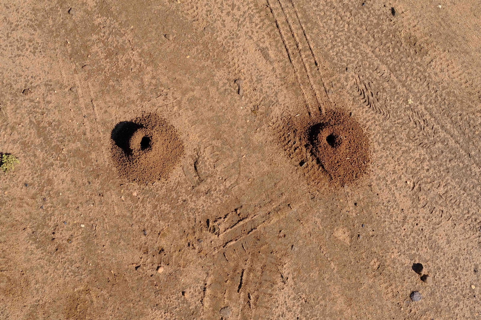 Brote de la la primavera, en fotos