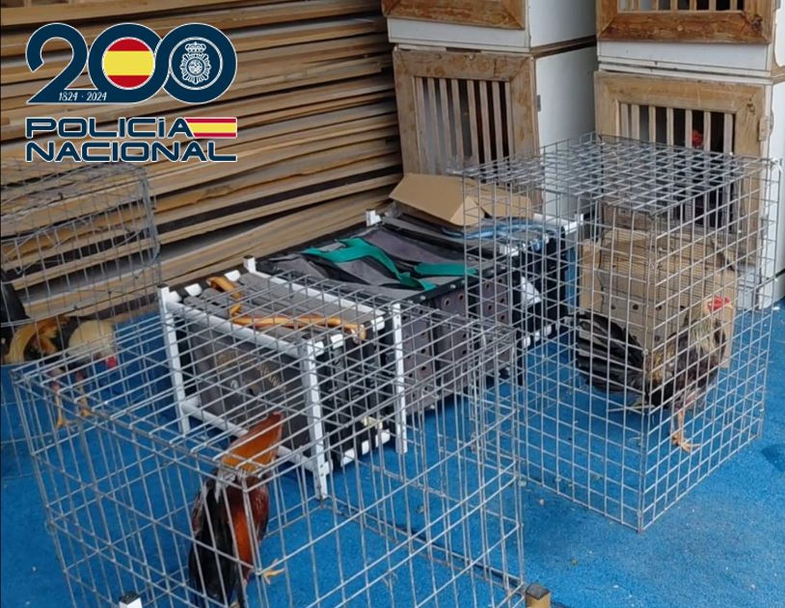 Imagen de los gallos intervenidos en la operación