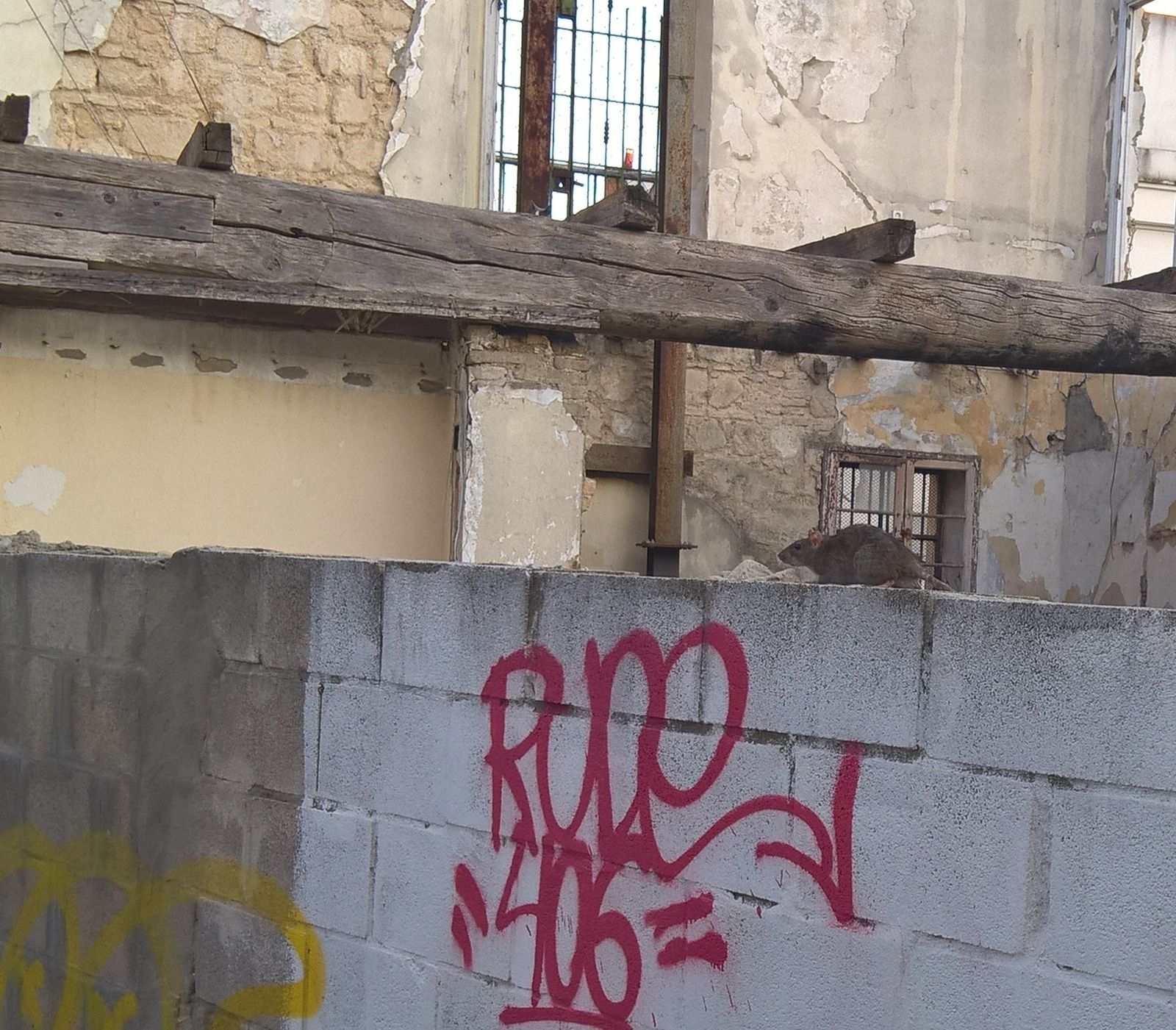 Una rata pasea por el muro de una ruina en el centro de Jerez.